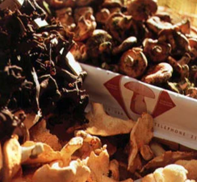 Наши любимые грибы