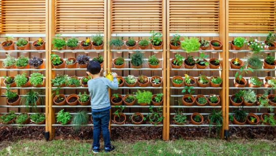 Выращивание съедобных растений в контейнерах