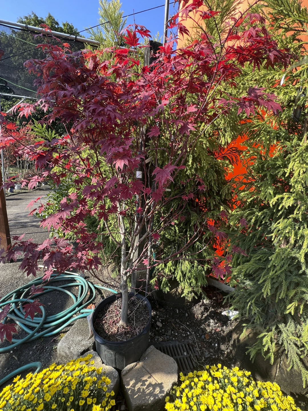 Осень — идеальное время для посадки дерева. Несколько советов, как сделать это правильно