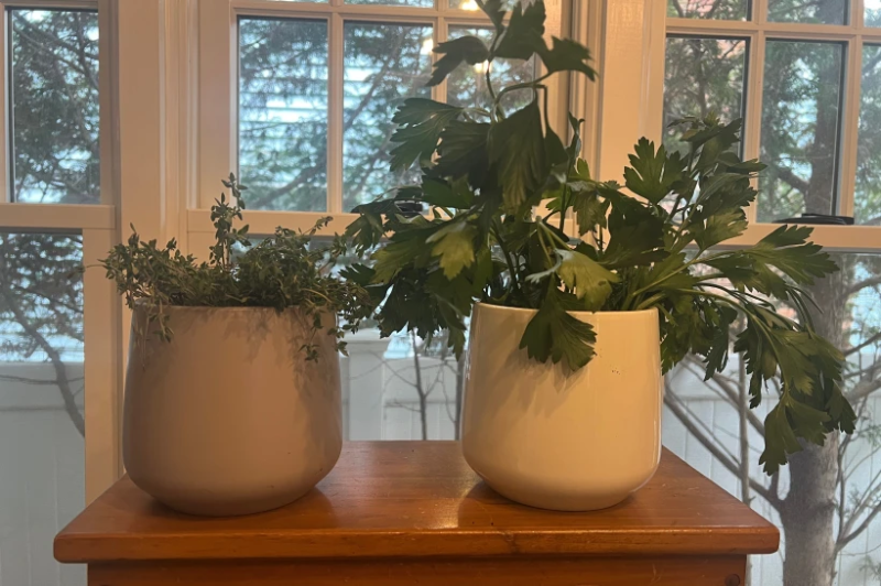 Травы, выращенные в помещении, требуют особого ухода. Вот несколько советов