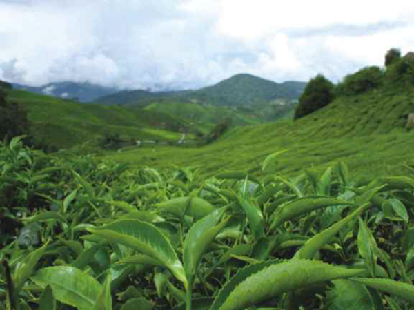 Чай - из листа чайного куста