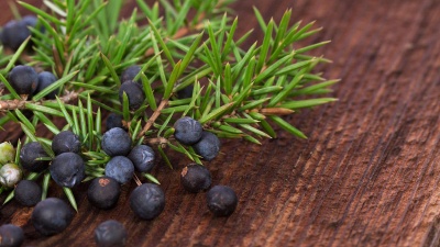  Можжевельник 