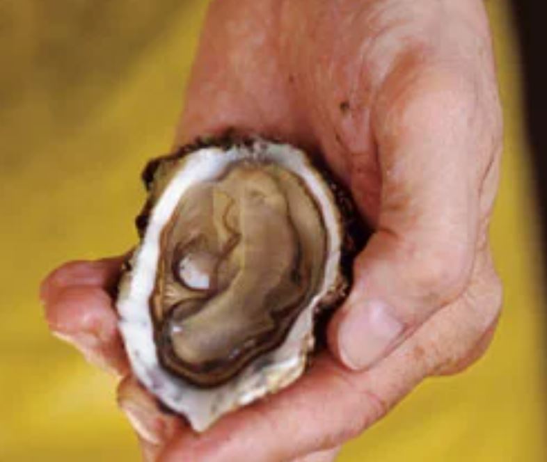 Ода устрице